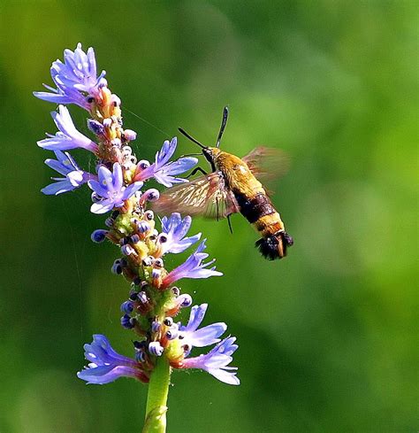 Snowberry Clearwing Hummingbird Moth Photograph By Kala King Pixels