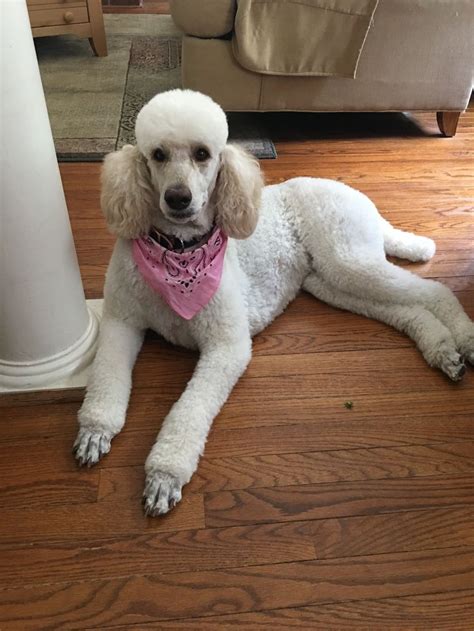 Pin By Maire Roberson On Oodles Of Poodles Animals Poodle Breeds