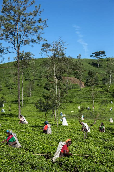 In The Hills Of Sri Lankas Tea Country The New York Times