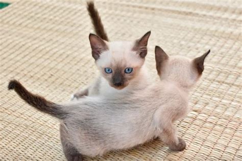 Siamese Cat Tail Kink Understanding The Condition And Its Effects