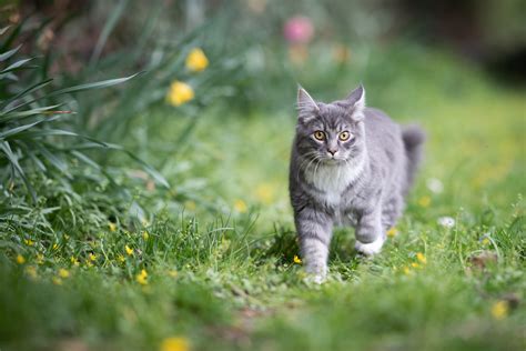 Cats Kill Millions Of Animals Every Year And Should Be Kept Indoors