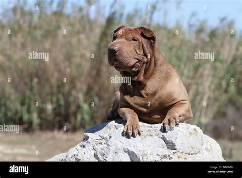 Dog Shar Pei Adult Chocolate Lying On A Rock Stock Photo Alamy