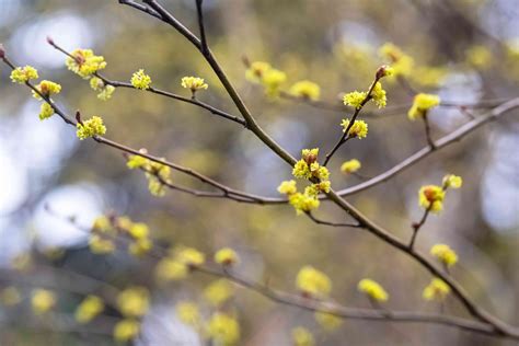 How To Grow And Care For Spicebush