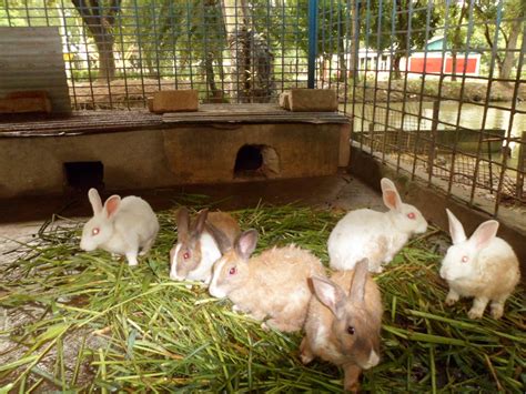 How to start a chicken farm business. Rabbit Farming in Kenya - ROYSFARM