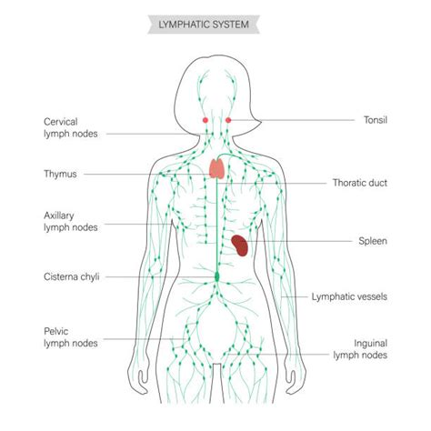 Lymphatic System Diagram Stock Photos Pictures And Royalty Free Images