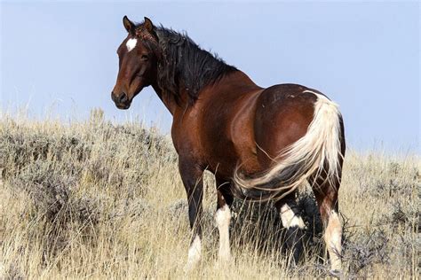 mustang horse breed information history  pictures