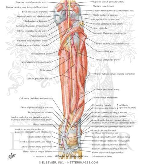 Muscles Arteries And Nerves Of Leg Deep Dissection Posterior View