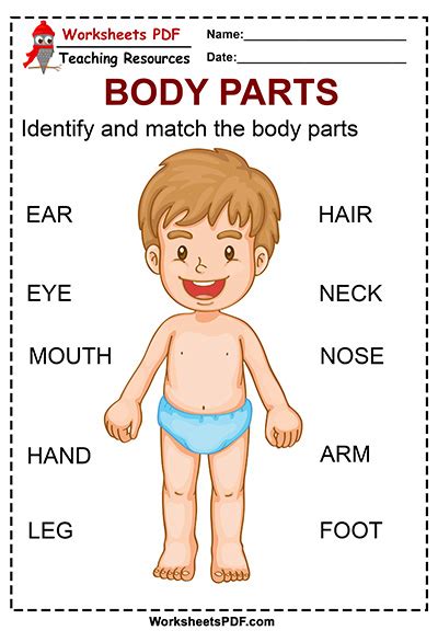 Help your child learn about the human body with a body parts worksheet. Identify and match the Body Parts - Worksheets PDF