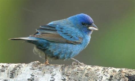 14 Amazing Blue Colored Birds In The World Coastal Birds Birds