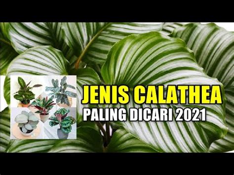 Depa Flowers Mengenal Jenis Calathea Dan Namanya Jenis Calathea