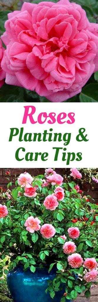 Roses In Your Garden Can I Grow Roses In A Pot Home Gardeners
