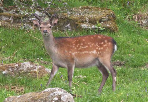 Sika Deer Ray Colliers Wildlife In The North Wilderness Cottages