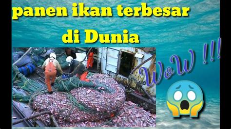 And land animals and finally man. Panen ikan terbesar - YouTube