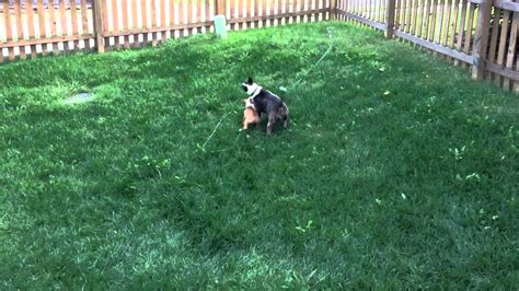 Sam Whiskey Playing In The Yard Youtube