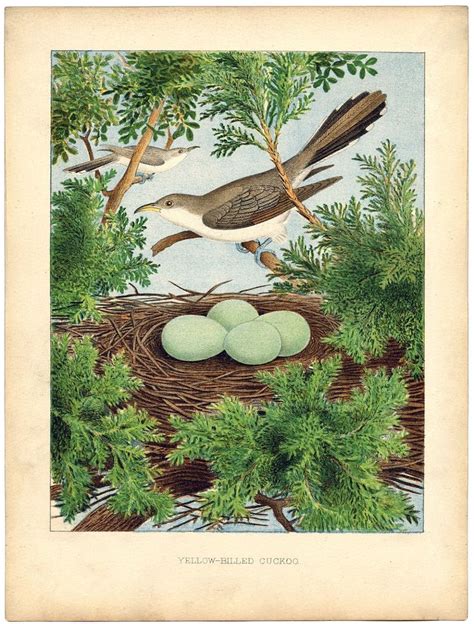 Instant Art Printable Beautiful Bird Nest And Eggs Vintage Birds