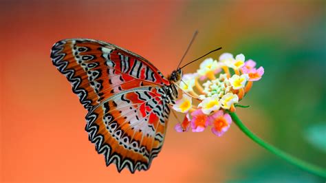 Free Download For Get Live Butterfly Wallpaper And Make This Live