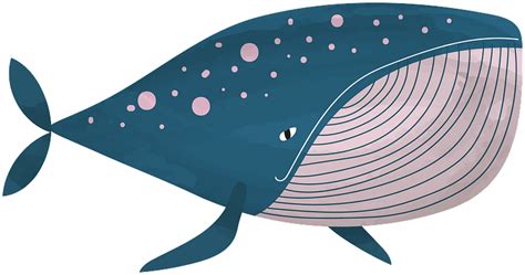 Whale Clipart Free Download Transparent Png Creazilla