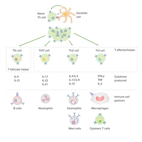 T Cells Types And Functions Concise Medical Knowledge