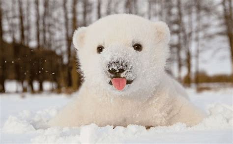 12 Baby Animals Who Are Excited For Winter With Images Baby Polar
