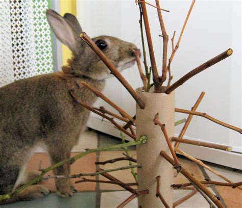 Make A Stick Moster For Your Rabbit Homemade Toys