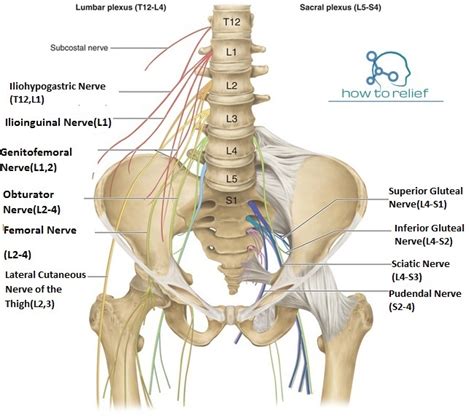 Lumbar Plexus Branches Anatomy Function How To Relief