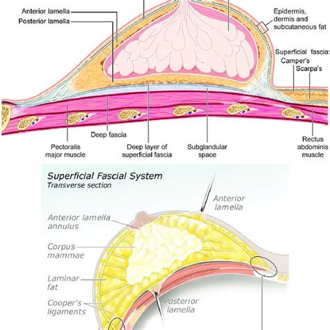Above Superficial Fascial System Sagittal View The Corpus Mammae Is