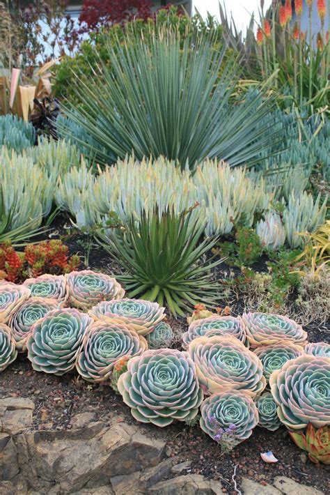 50 Best Succulent Garden Ideas For 2018