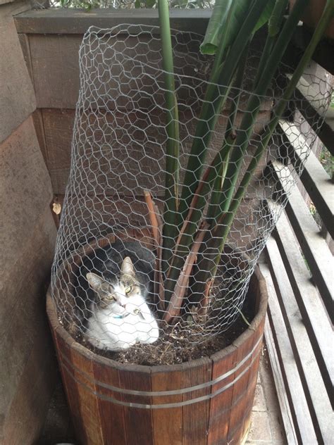 When you own both the spider plant and cat, then you must be aware of the fact that how much your feline loves to cats are not dogs, and keeping things out of their reach is most difficult. 21 Very Important Cat Plants - Meowingtons