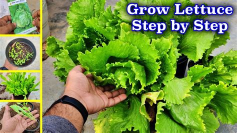 How To Grow Lettuce Ice Berg Step By Step Youtube