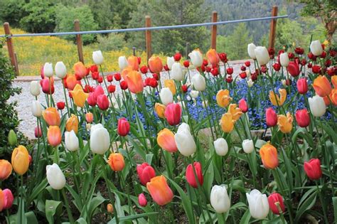 Springtime At Ananda Tulip Garden Open House In April — Thousands Of