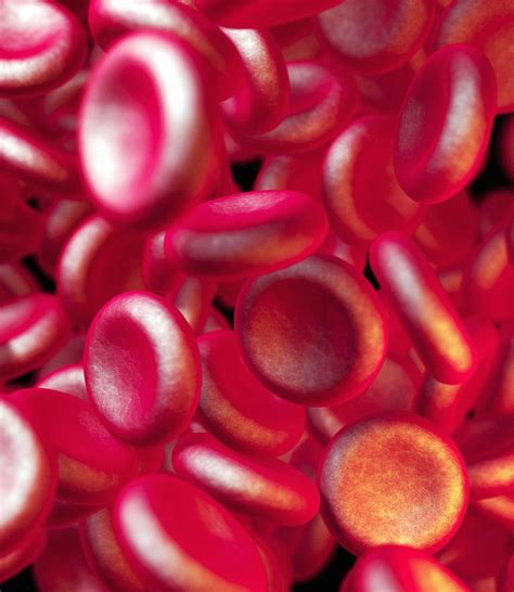 Red Blood Cells Photograph By Roger Harris Fine Art America