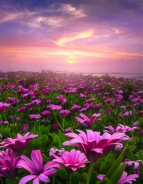 Amazing Nature Beautiful Flowers Beautiful World Beautiful Places