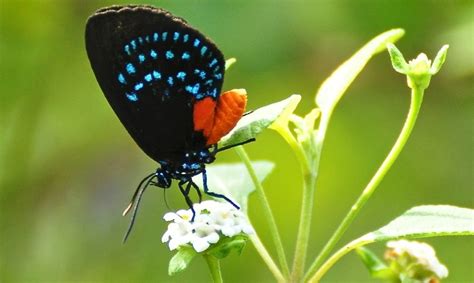 A Tale Of Three Butterflies Endangered Species And The Everglades