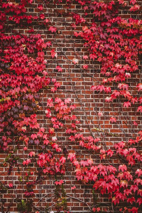 Red Flowers Decor Leaves Wall Branches Hd Wallpaper Wallpaper Flare