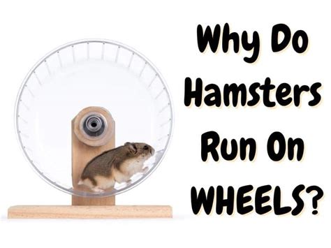 Why Do Hamsters Like Wheels The Pet Savvy