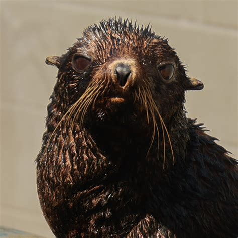 Adopt A Seal® Reina Exclusive Digital Download The Marine Mammal Center T Store