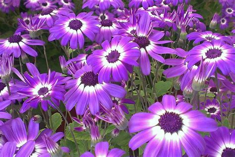 Grow These 10 Easy Perennials From Seed Quiet Corner