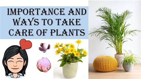 Science Lesson Importance And Ways To Take Care Of Plants Youtube