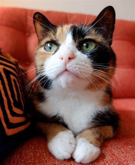 Die Besten 25 Calico Cat Names Ideen Auf Pinterest Schildpattkatze