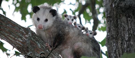 Get Rid Of Opossums Humane Wildlife Control Society