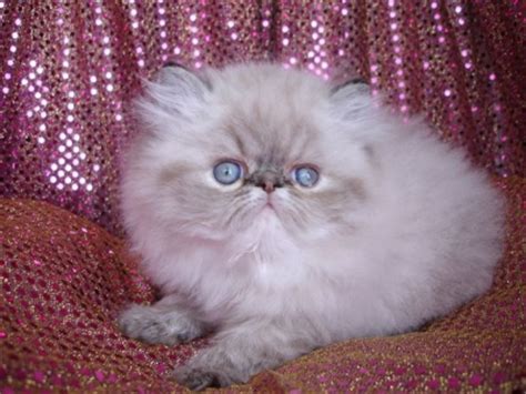 Until the late 19 th century, when breeding and showing cats became popular, longhaired cats from persia, turkey, afghanistan and other exotic locales were known simply as asiatic cats and were often bred together. Persian Cat & Kitten Photos - Cat Pictures