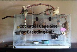 Cockatiel Cage Size Set Up For Breeding Pair Accessories Petshoods