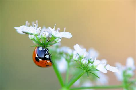 how to get rid of ladybugs 2023 guide