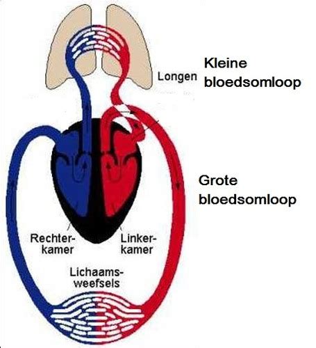 Tekening Grote Bloedsomloop Latijnse Benamingen Englshsatm