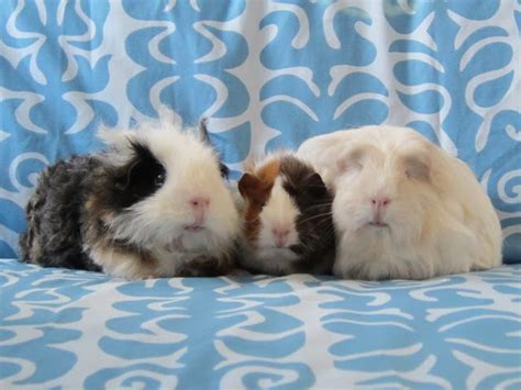 Undercover Guinea Pigs Rainbow Bridge Agent I