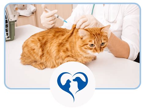 Pet Vaccinations In Medina, OH 44256 | Akron-Medina Veterinary Hospital