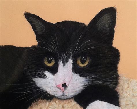 Sarahs Pet Portraits And Art Work Cats Pastel Paintings