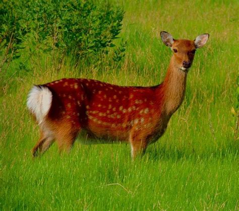 Our Local Sika Deer Living In Dorchester County Maryland Eastern