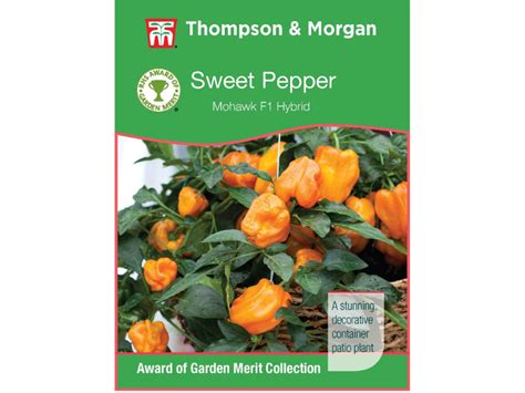 Sweet Pepper Mohawk F1 Hybrid Agm Range Mr Middleton Garden Shop