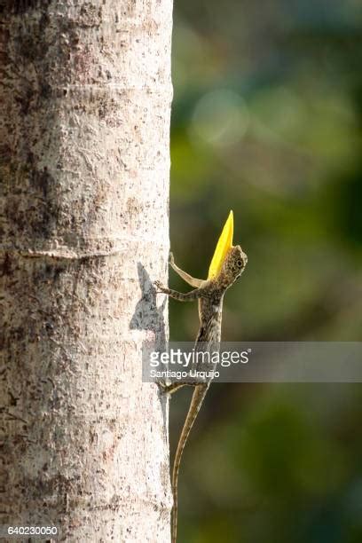 Flying Dragon Lizard Photos And Premium High Res Pictures Getty Images